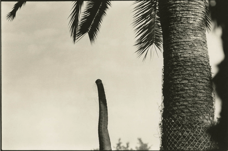 Joan Fontcuberta